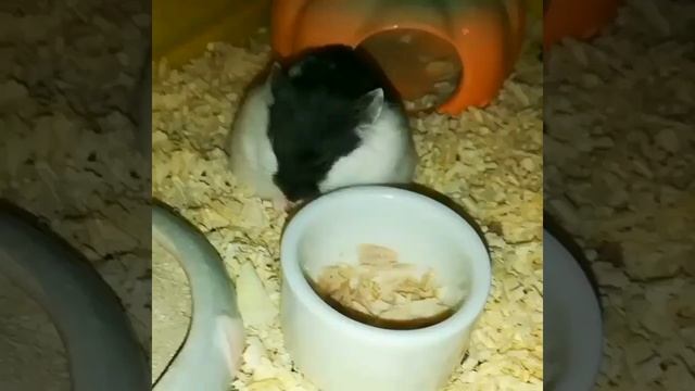 Джунгарики. На завтрак отварная курочка без соли ? смотреть онлайн