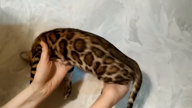 Бенгальский котенок-кошечка Zarina смотреть онлайн