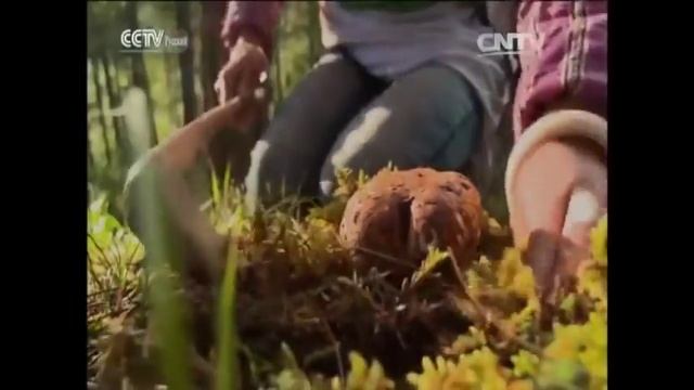 Грибы мацутакэ смотреть онлайн
