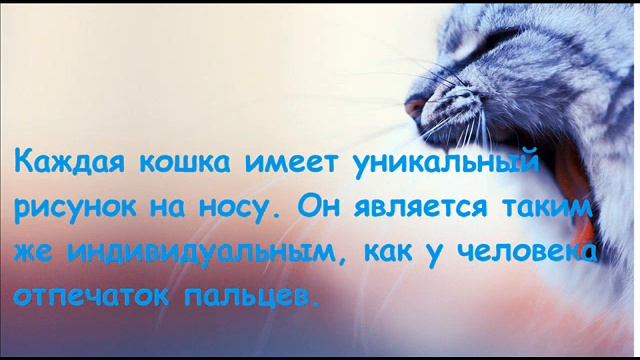 Виртуальная выставка: "Пушистое счастье" . 1 марта-День кошек. смотреть онлайн