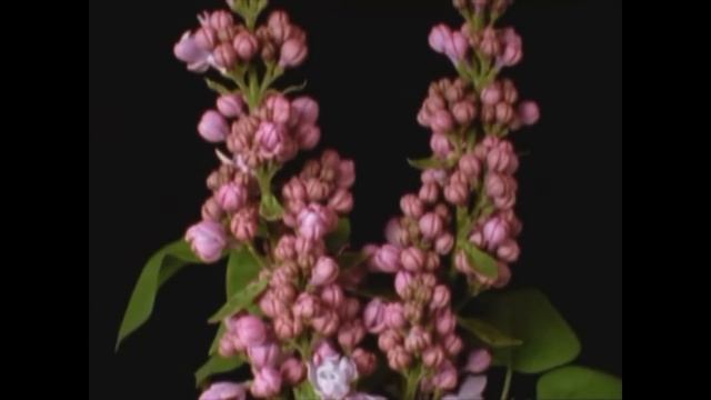 Арам Асатрян.wmv