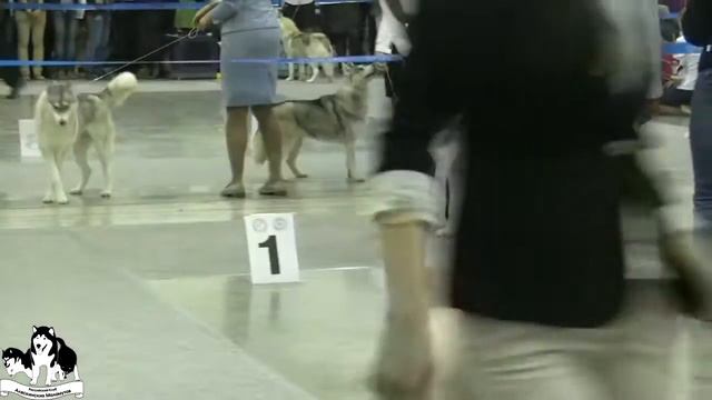 Интернациональная Выставка Собак CACIB-FCI-РКФ Россия 2011 смотреть онлайн