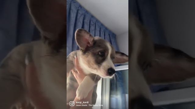 У нас встают ушки 🤗 смотреть онлайн
