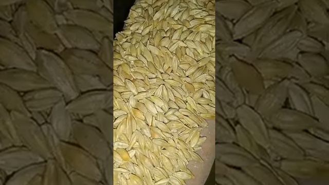 Ячмень оптом смотреть онлайн