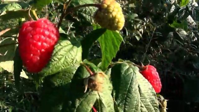 МАЛИНА МАПЕМА 1 ОКТЯБРЯ 2023 г смотреть онлайн