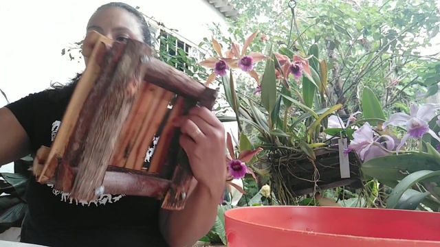 Como Obtermos Sucesso No Cultivo Da Cattleya Schilleriana 🌸🌸