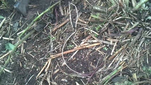 Как накопать червей на рыбалку смотреть онлайн