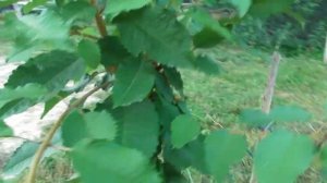 Весенняя обрезка однолетней черешни  - результат в середине лета