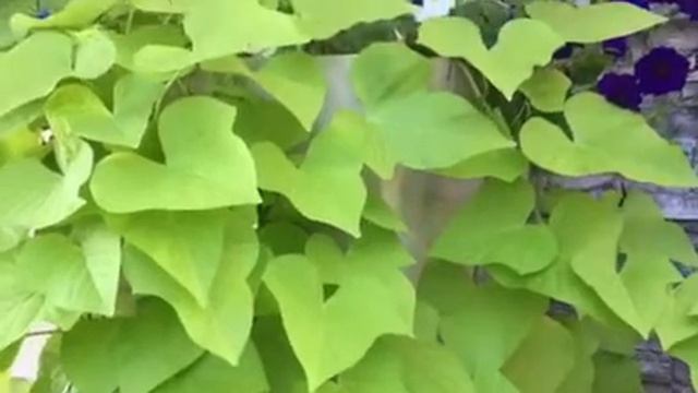 Huge Container of Sweet Potato Vine & Petunias! смотреть онлайн