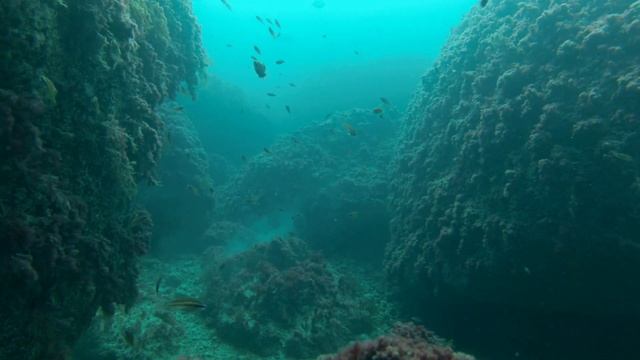 СЕМЬЯ ГОРБЫЛЕЙ. КАК ЖИВЕТ РЫБА В ЧЕРНОМ МОРЕ. смотреть онлайн