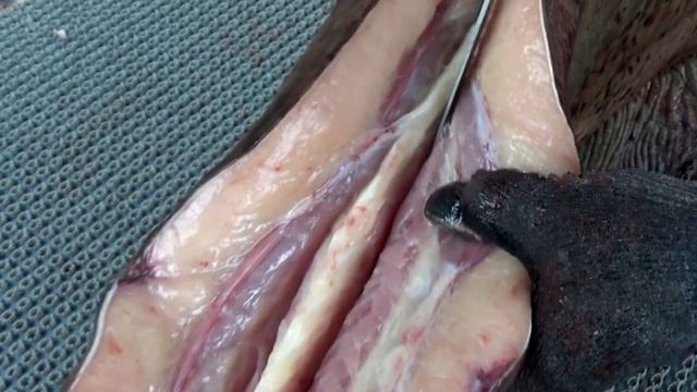 Сом 72 кг Разбираем на составные части (cutting catfish cook) смотреть онлайн