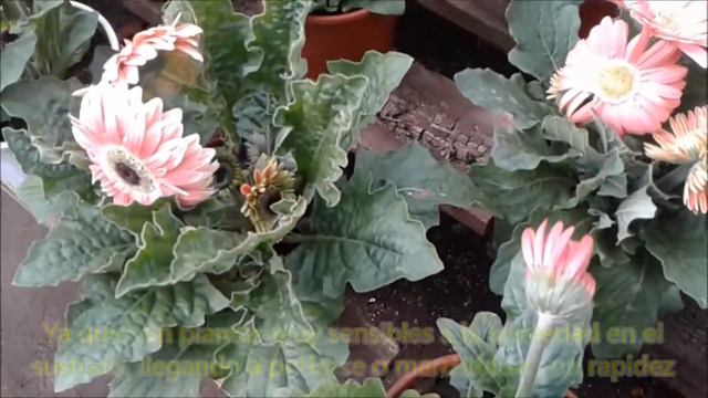 Las Gerberas - Vivero Marra смотреть онлайн