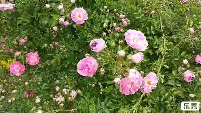 Розовые розы.Видеофон.#relax смотреть онлайн