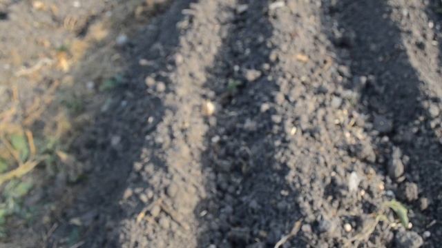 110??Посев сидератов после лука#28 июля как подросли лук и морковь? смотреть онлайн