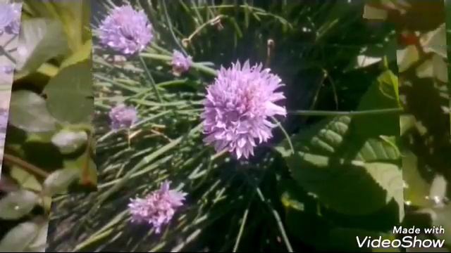 Какие цветы растут у бабушки? Показала цветы. смотреть онлайн