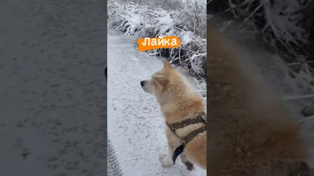 Лео - акита ину, но иногда нас называют… #акита #акитаину #лайк #любовь #собака смотреть онлайн