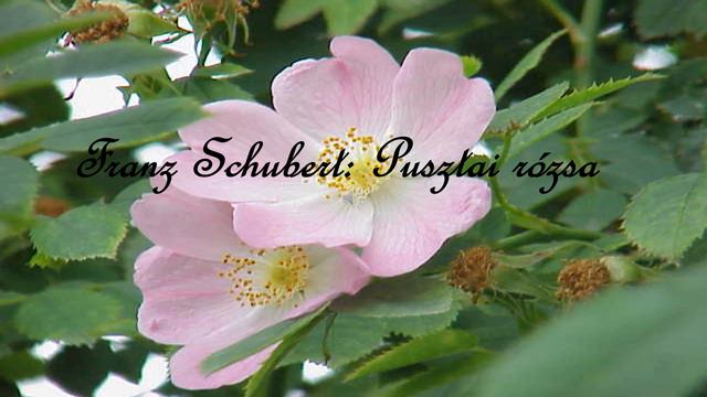 Franz Schubert - Pusztai rózsa смотреть онлайн