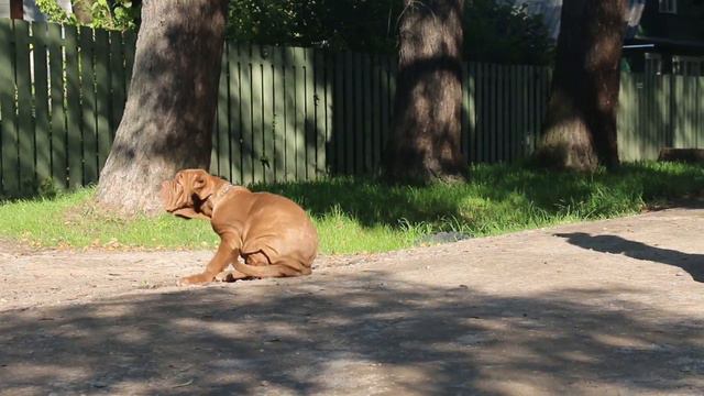 Анвире Илария (Лари), 16 нед. SALE.