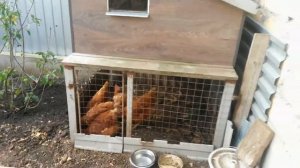 мини-курятник своими руками