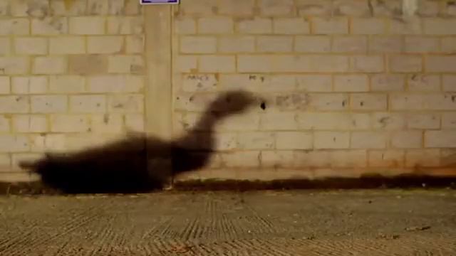 Bingo Players Ft. Far East Movement - Get Up (Rattle) (Official Video) (Ministry Of Sound TV)