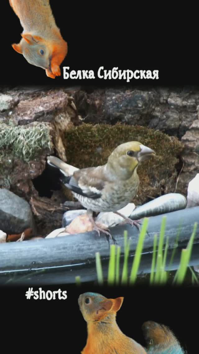 птенец дубоноса пьет из пруда