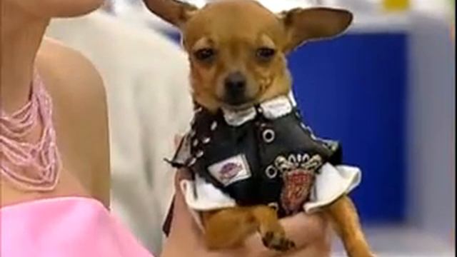 Викинг Мое Солнышко от ВераНики на Лото Забава смотреть онлайн