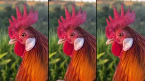 J.Geco - Chicken Song & Chicken Dance | Geco Remix 2