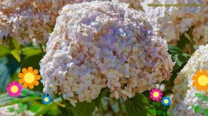 Гортензия древовидная Кандибелле Маршмеллоу. Обзор hydrangea arborescens Candybelle marshmallow