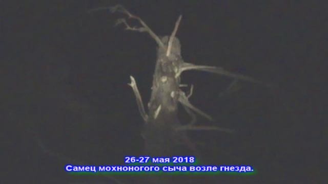 Мохноногий сыч Семейная жизнь в тишине смотреть онлайн