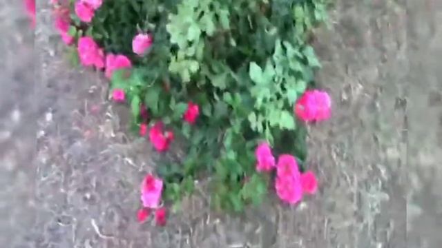 копка роз//как напитываеться роза #роза #питомникроз #питомникмагияроз смотреть онлайн