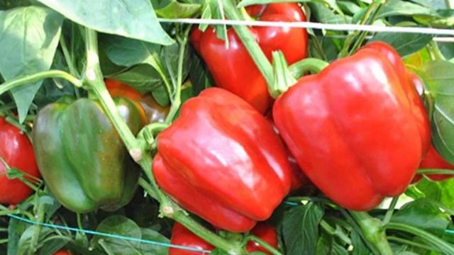 Характеристики и описание перцев сорта Геракл смотреть онлайн