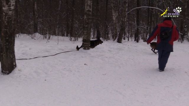 Бытовое послушание 8 , бег по кругу и фиксация из движения по команде сидеть, лежать, стоять смотреть онлайн