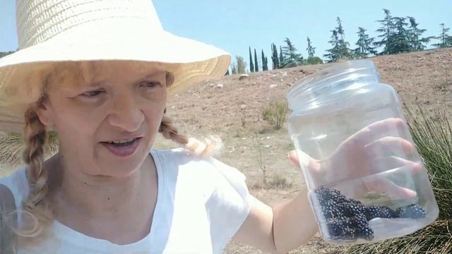 Поход за ежевикой. смотреть онлайн