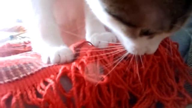 КОШЕЧКА МУРОЧКА -ЗА ЛЮБИМЫМ ЗАНЯТИЕМ! смотреть онлайн