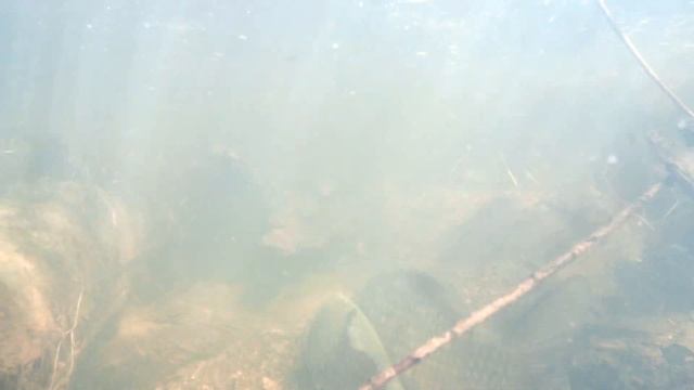 Стаи карася! Подводная съёмка! Карась идёт на нерест.