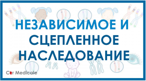 Независимое и сцепленное наследование
