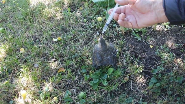 ПТЕНЕЦ ВЫПАЛ ИЗ ГНЕЗДА!!! смотреть онлайн