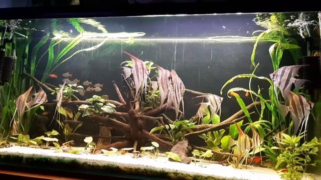 altumy orinoco Artura cz.6 смотреть онлайн