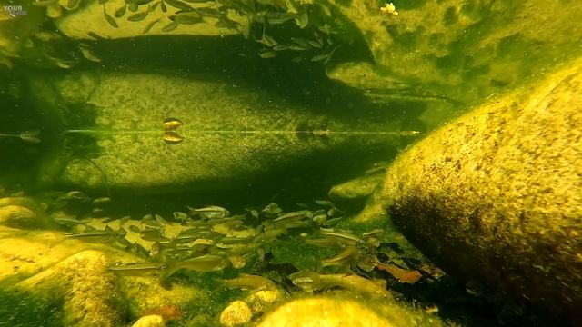 Расслабляющее видео. Подводные звуки горного ручья и плавающие рыбки. смотреть онлайн