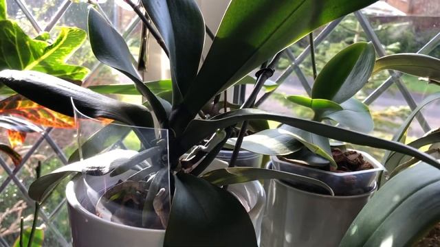 Как дела у моиx Фаленопсис Лас Вегас и Кобрион? Phal. sanderiana цветёт?!! смотреть онлайн