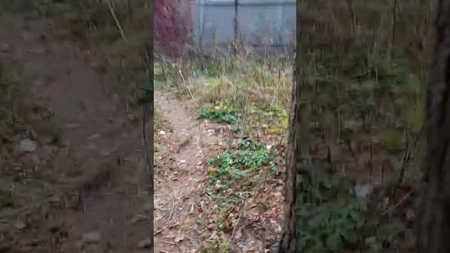 пруд посреди леса смотреть онлайн