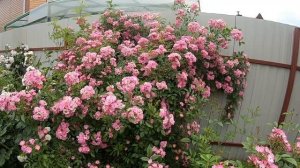 Плетистые розы. Wartburg (Вартбург)