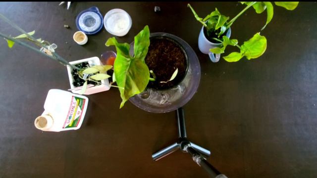 Propagate With Me | Hoya Davidcumingii & Syngonium Coral Part 01 | Plant Vlog 284