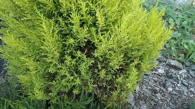 Кипарис крупноплодный (лимонный) в моем саду смотреть онлайн