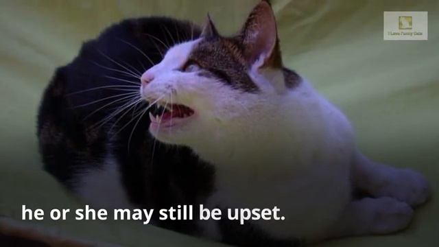 "How To Understand Your Cat's Behaviour" смотреть онлайн