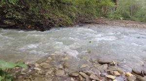 Вешенка весной в лесах Кубани! Сажаем елку в лесу! Прогулка по лесу! Планческая смотровая площадка!