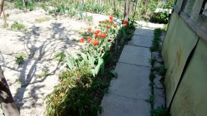 ВЕСНА ОПЯТЬ ПРИШЛА