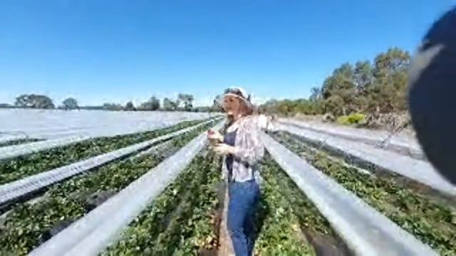 Клубничка в яхтинге.🍓Яхтсмены стали рабами на плантациии🍓Кормим лошадей клубникой! 🍓Детский труд🍓 смотреть онлайн