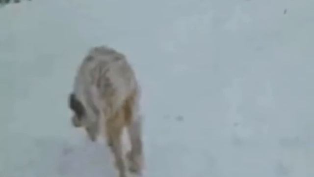 В.С.ВЫСОЦКИЙ - НЕ ПОТОМУ ЧТО Я ЕЕ ЛЮБИЛ смотреть онлайн