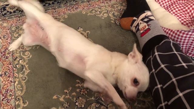 как дрессировать гиперактивную собаку❤️полезная команда для щенков или гиперактивных собак? смотреть онлайн